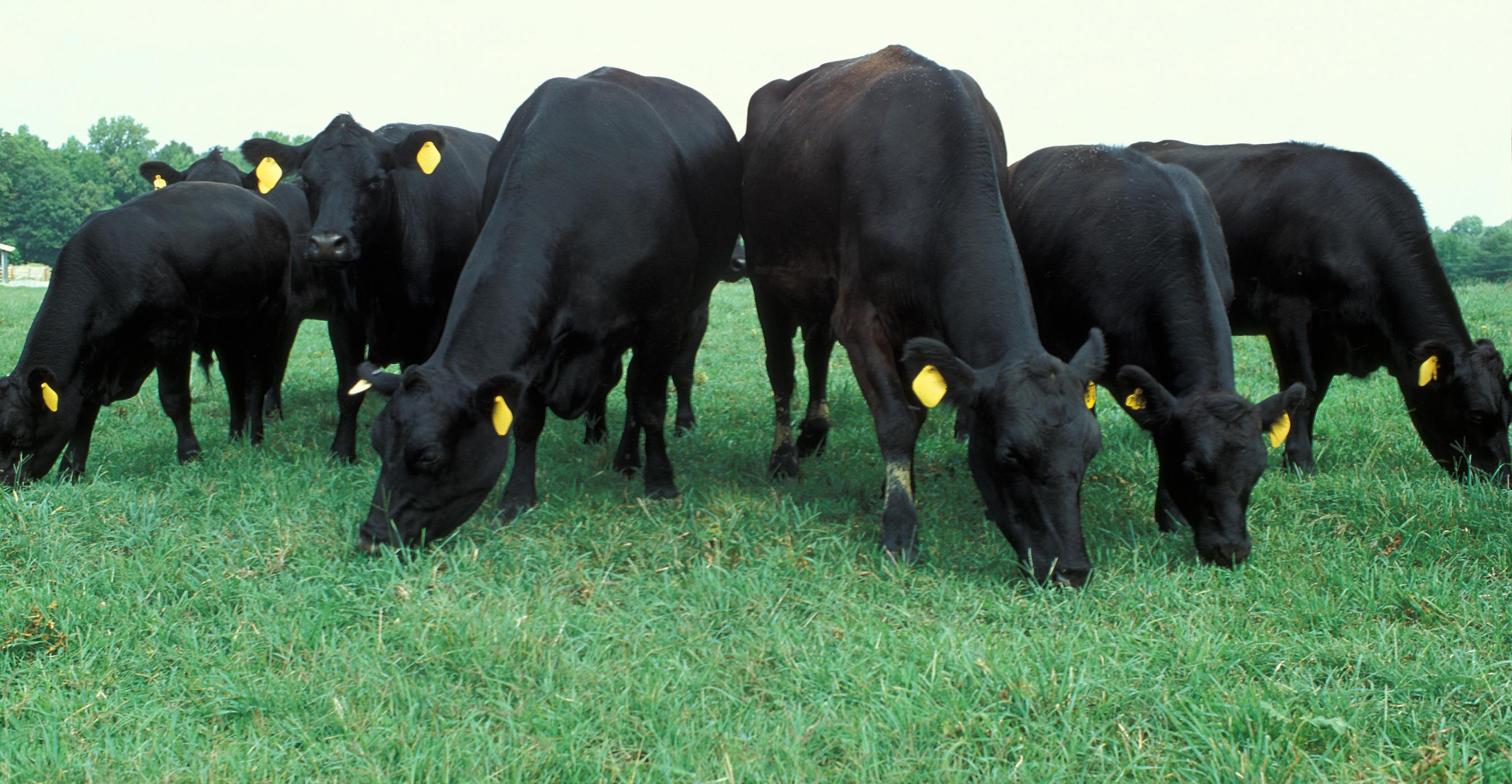 Ganado de raza Angus, fotografía de referencia