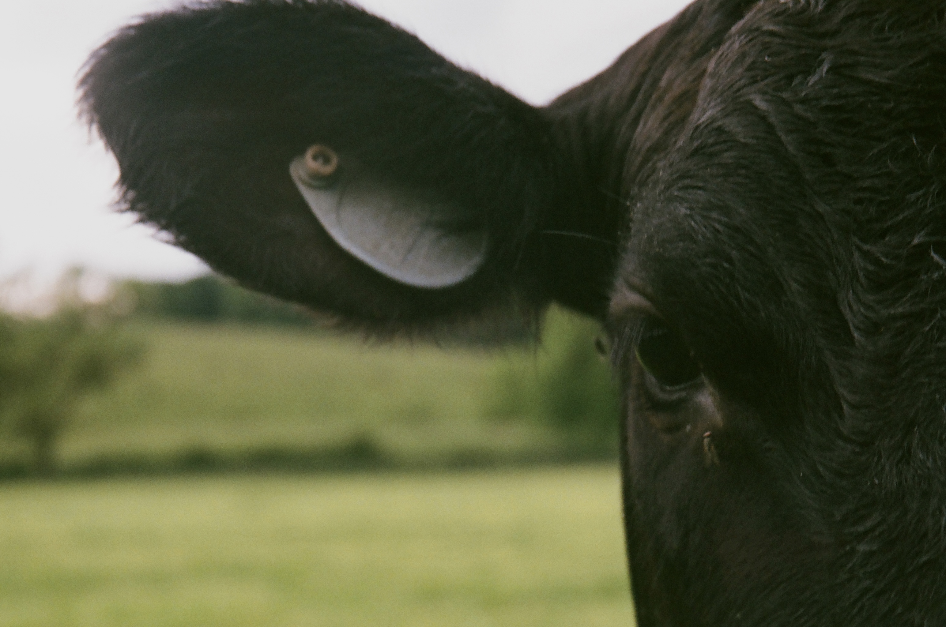 Ganado de raza Wagyu, fotografía de referencia
